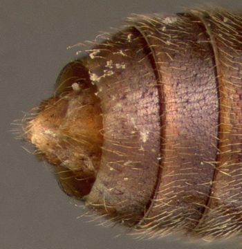 Media type: image;   Entomology 27478 Aspect: abdomen dorsal view